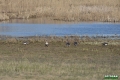 biebrza036
