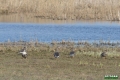 biebrza037