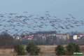 biebrza038