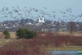 biebrza039