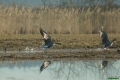 gesie_014