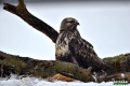 myszolow_wlochaty_007