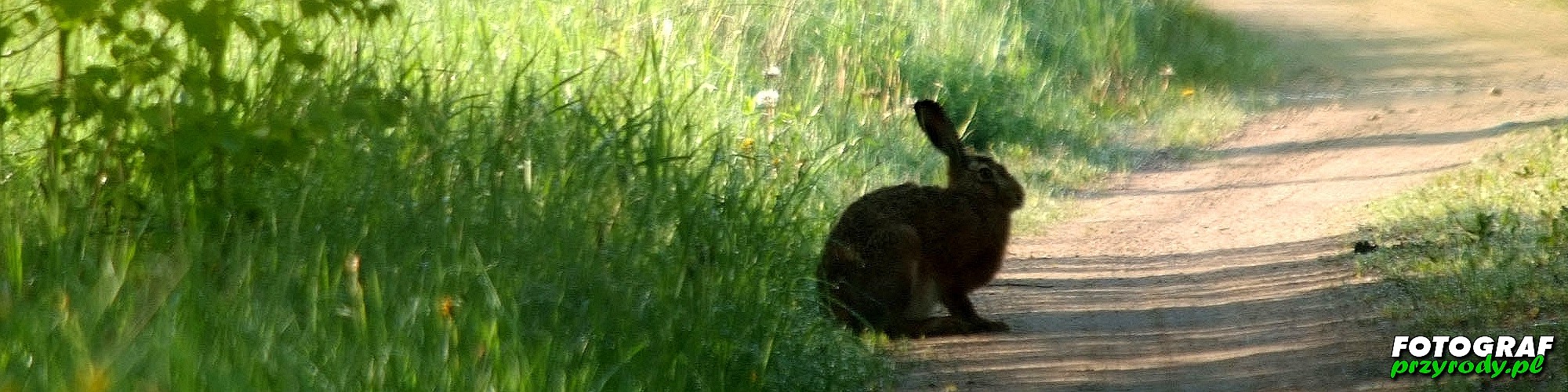 zając