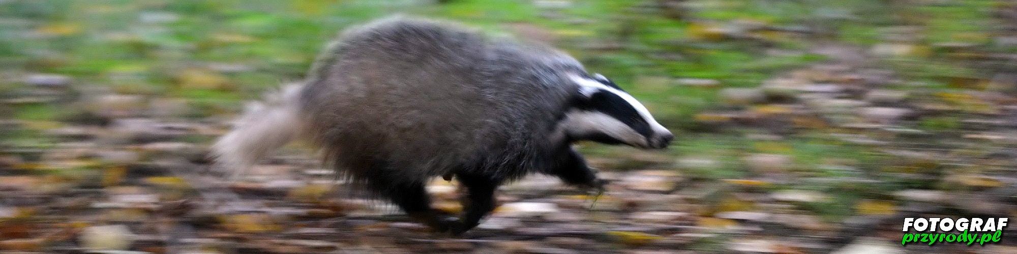 borsuk