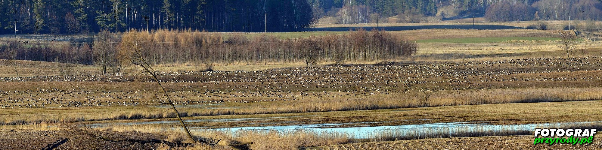 gęsie na polach koło Olecka